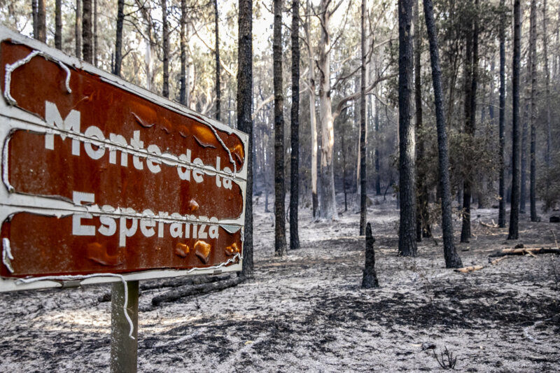 Imagen de archivo del Incendio de Tenerife en la zona de Las Lagunetas tras el paso de las llamas. Noticias más destacadas de 2023