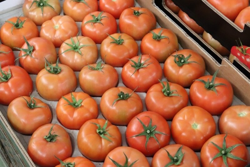 Tomate cultivado en Canarias. Imagen Gobierno de Canarias