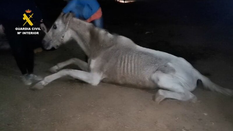 Detenido por maltrato animal en Gran Canaria