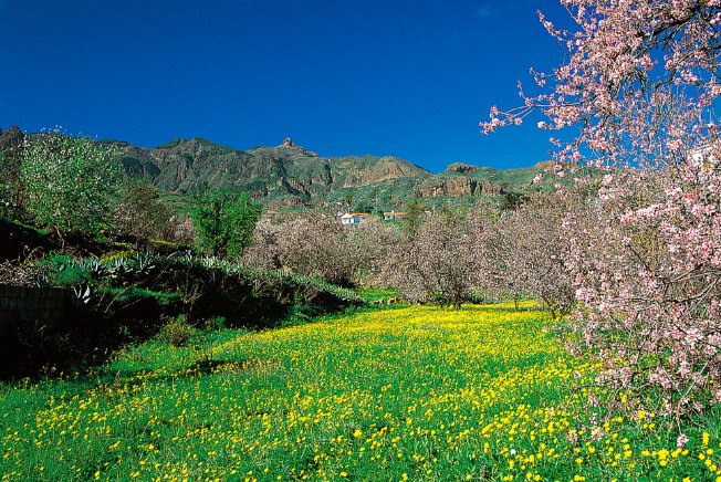 Valsequillo y Tejeda celebran estos días las Fiestas del Almendro en flor