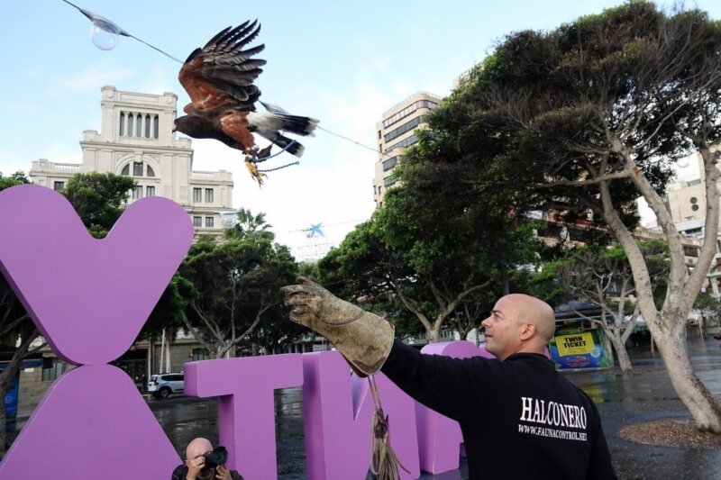 Un halcón sobrevolará Santa Cruz para disuadir a las palomas
